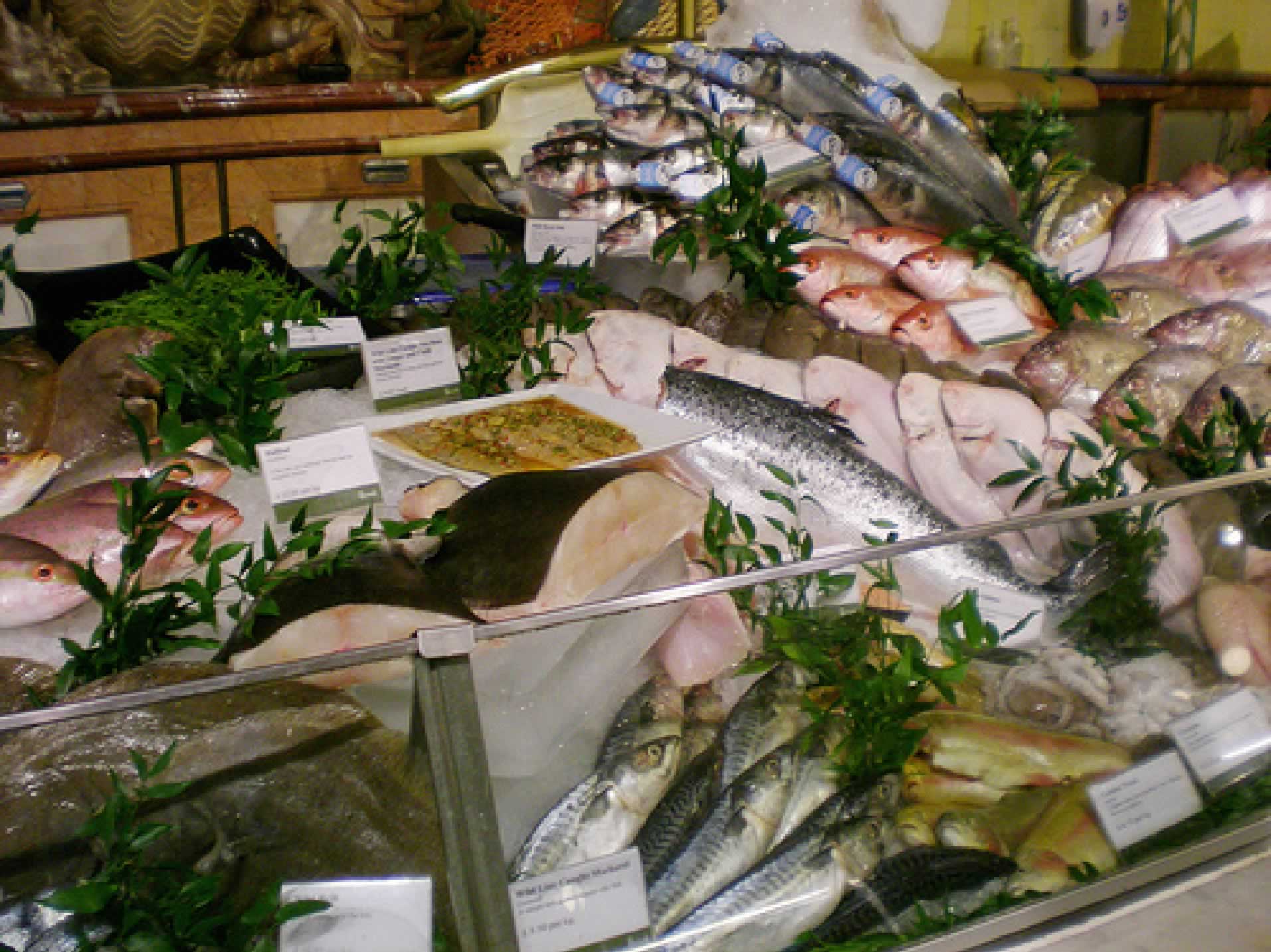 Fish Display 2